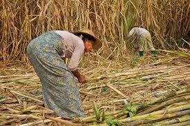 A Brief History of Sugarcane in Myanmar Introduced into Myanmar since Inwa era (14 th to 16 th centuries) First grown in the Mandalay region grown for traditional use as