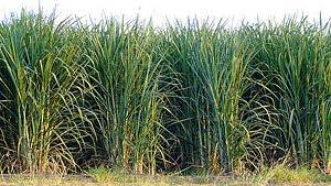 National Priority Crop, grown as mainly for sugar industry Recently changing