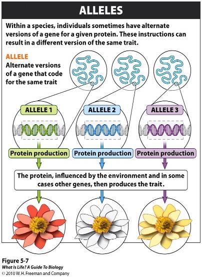 I. DNA & Genes: What is a gene?