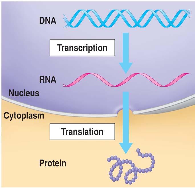 II. Protein Synthesis: DNA directed protein synthesis Transcription making RNA from DNA takes place in the nucleus Translation making protein