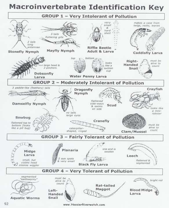 ID Key and Pollution Detection Pollution-sensitive: mayflies, stoneflies, caddisflies- indicators of the absence