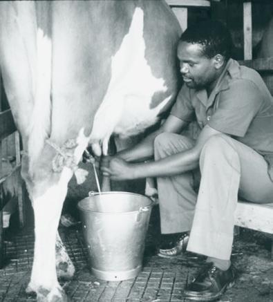 C O S T S O F M I L K P R O D U C T I O N I N K E N Y A Executive Summary The studies reported here were carried out by the Smallholder Dairy (R&D) Project (SDP) in response to the needs of Kenya