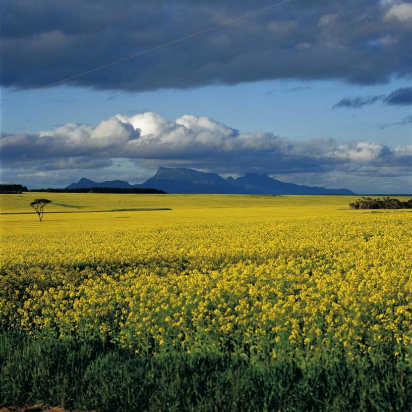 Market access Case studies Canola to China Since cessation of exports in 2009, DAFF, GIMAF