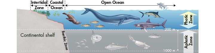 The Open Ocean Photic Zone The open ocean typically has low nutrient levels and supports only the smallest species of