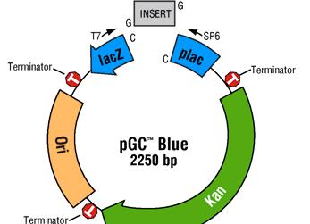 pgc Blue Cloning Vector The pgc Blue vector (Figure 2) incorporates Lucigens CloneSmart transcription-free cloning technology to reduce bias and maximize cloning efficiency (U.S. Pat. 6, 709, 861).