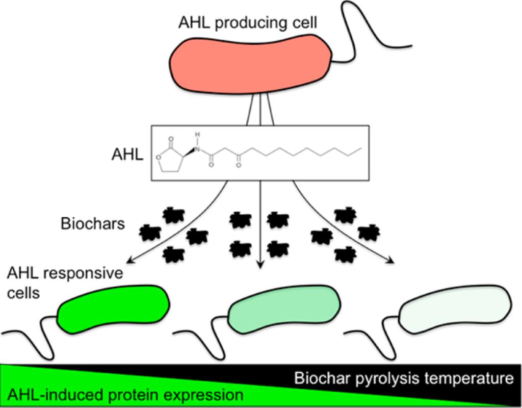 Microbial Signaling acyl-homoserine