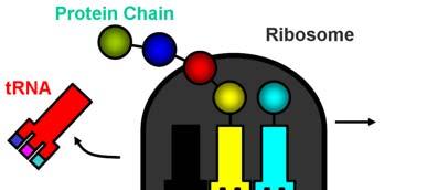 Structure of the Ribosome (70 S) Contrast