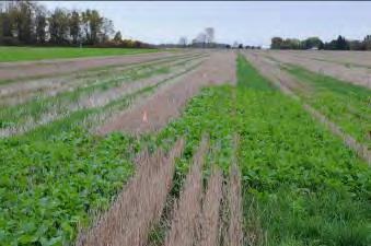 Assessing biofumigant cover crops: