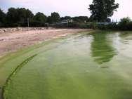 eutrophication caused by the nutrient pollution