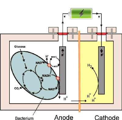 MEC principle COD removal Hydrogen production Consumption of the H + in the cathode compartment result in ph