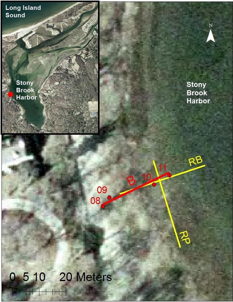 Figure 1 Stony Brook Harbor, NY. Field location is shown in red on inset map. Conductivity transects RB and RP are marked in yellow.