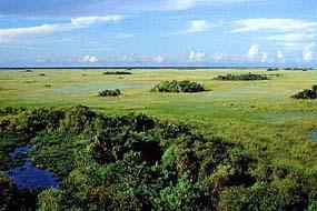 4/2/11 The Everglades River of Grass =