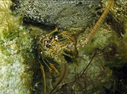 Focus on ecologically prominent animals: Structure-forming: sponges and octocorals Abundant & economically important: spiny lobster Sponge - Octocoral Experiment Design Sponge Survival fnc Salinity