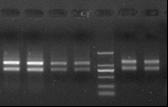 Purification of total RNA from plant fruits Dozens of microgram of highly purified total RNA can be obtained from 100 mg plant fruits according to the Protocol-I. Electrophoresis is shown in Figure 4.