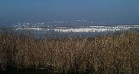 "California's last remaining 5% of wetlands are found on wildlife refuges in the Central Valley and are critical to the health of the millions of migratory birds using the pacific flyway each year.