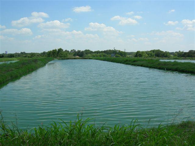 ponds Constructed wetland