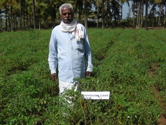 Yield Improvements through Oilcake application: Chilli Farmer name: Niranjan S/o Nanjappa Village: Thalalthore Cakes given: Pongamia - 10 kg Neem- 10 kg Simarouba-10 Kg Date of planting- 16-11-2014