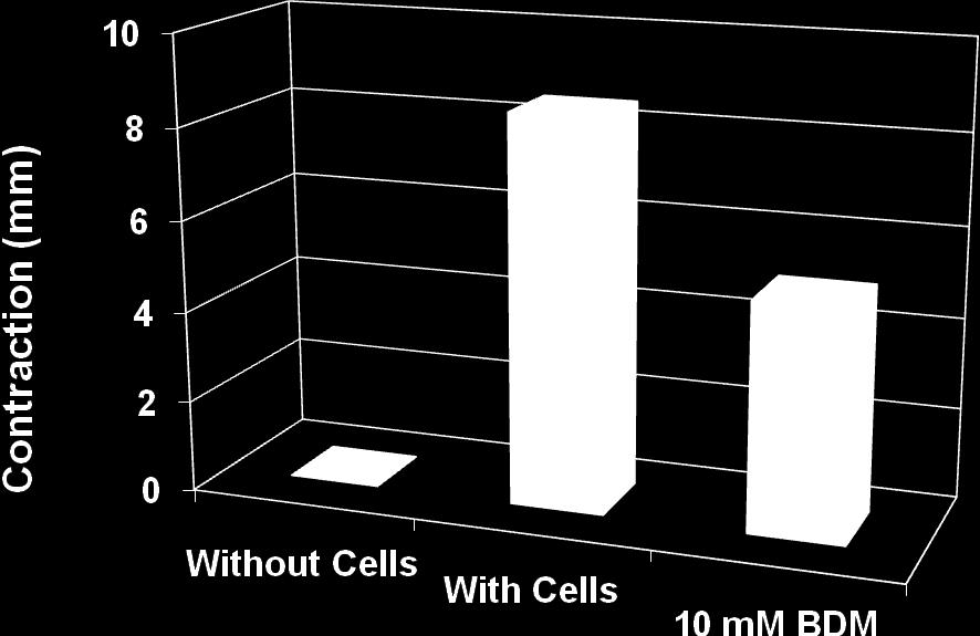 Example of Results The following figure demonstrates typical contraction results using the Cell Contraction Assay.