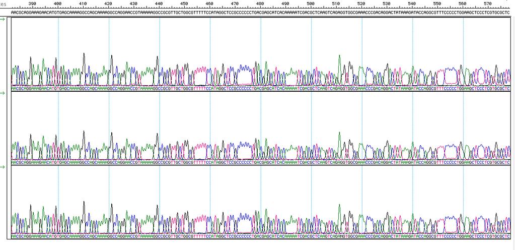Figure 4: DNA from Monarch Plasmid Miniprep Kit is reproducibly compatible with DNA sequencing.