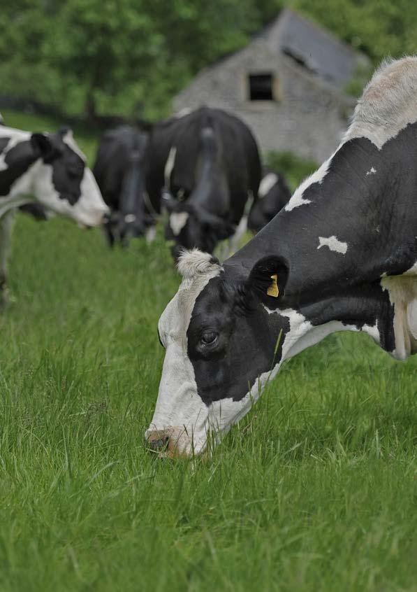 Evidence Report GB dairy herd