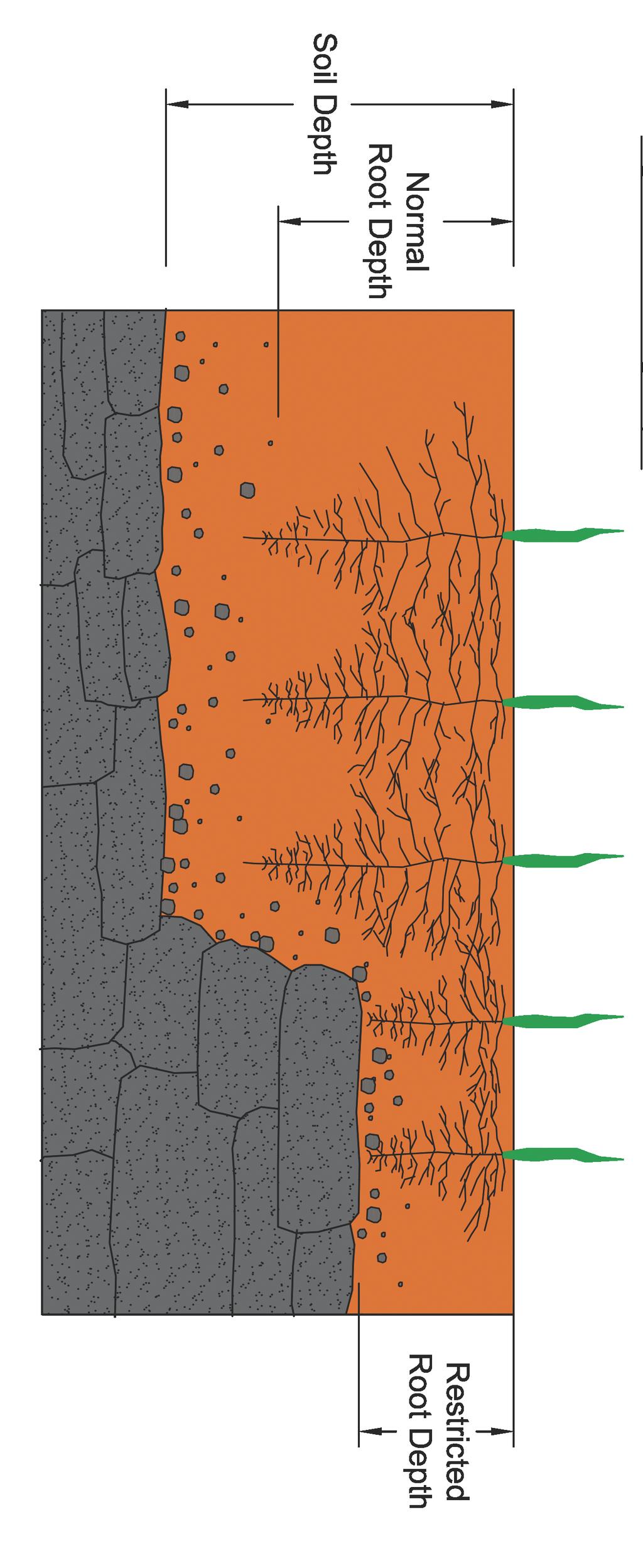 SOIL DEPTH Water use is most effective and efficient when the soil moisture is managed only within the necessary area.