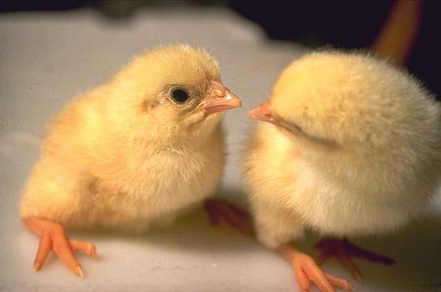 Lost Selection Intensity Males In Poultry Layer Programs Usually Only One Or