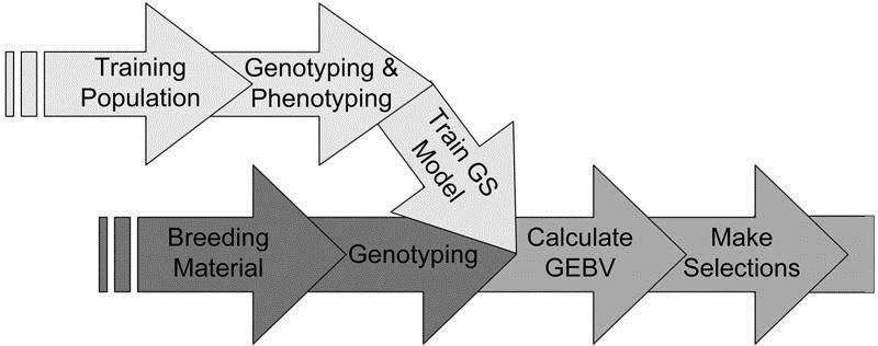 Simple diagram for GS SNPs markers EBV GEBV: Genomic Estimated