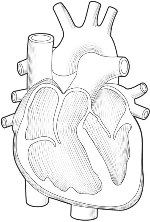 3 The heart pumps blood around the body. (a) The diagram below shows a section through the heart. On the diagram, label the left ventricle and the pulmonary artery.