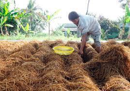 rice cultivation system Biochar