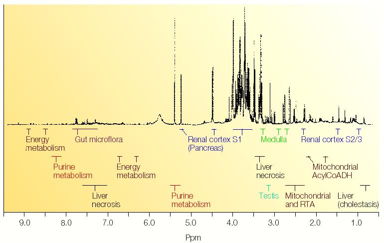 Functional NMR Spectrum of Rat Urine Biomarker Windows