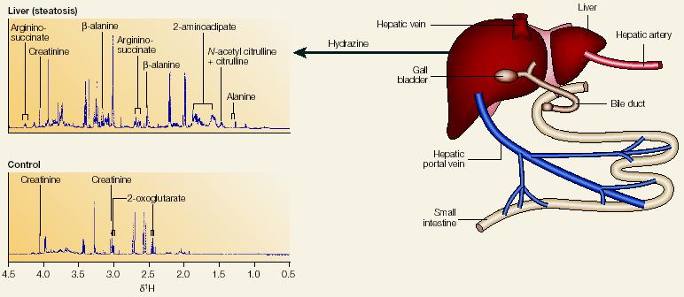 Metabolomic Detection of Liver Toxicity Nature