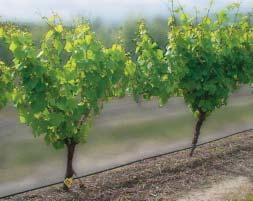 ➂ This untreated block of vines indicated at one of our test sites in Australia is showing the loss of canopy