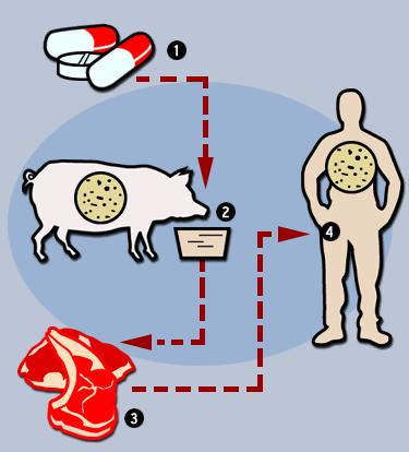 Not just humans take antibiotics Antibiotics given to animals can be passed on in meat.