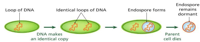 Reproduction with Endospores When conditions for life are harsh, a bacteria produces an endospore. A thick wall forms around a spore that contains the bacterial DNA.