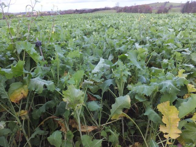 the lowest seeding rate, and broadcasting the highest. Kale, for example, may be precision drilled at 3kg/ha or direct drilled at 4kg/ha or broadcast at 5-6kg/ha.