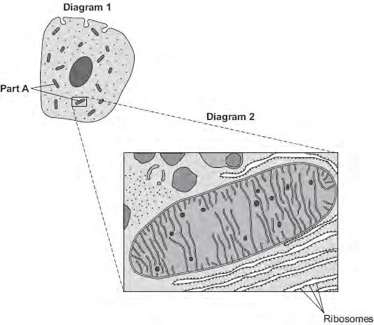 Q7.Diagram 1 shows a cell from the pancreas. Diagram 2 shows part of the cell seen under an electron microscope.