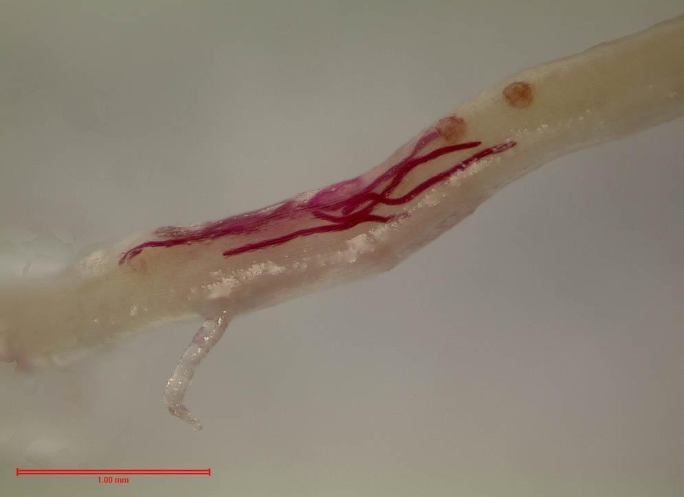 Some plant-parasitic nematodes remain in the soil and feed by inserting only their stylet into the root, these are called ectoparasitic nematodes (Figure 4).