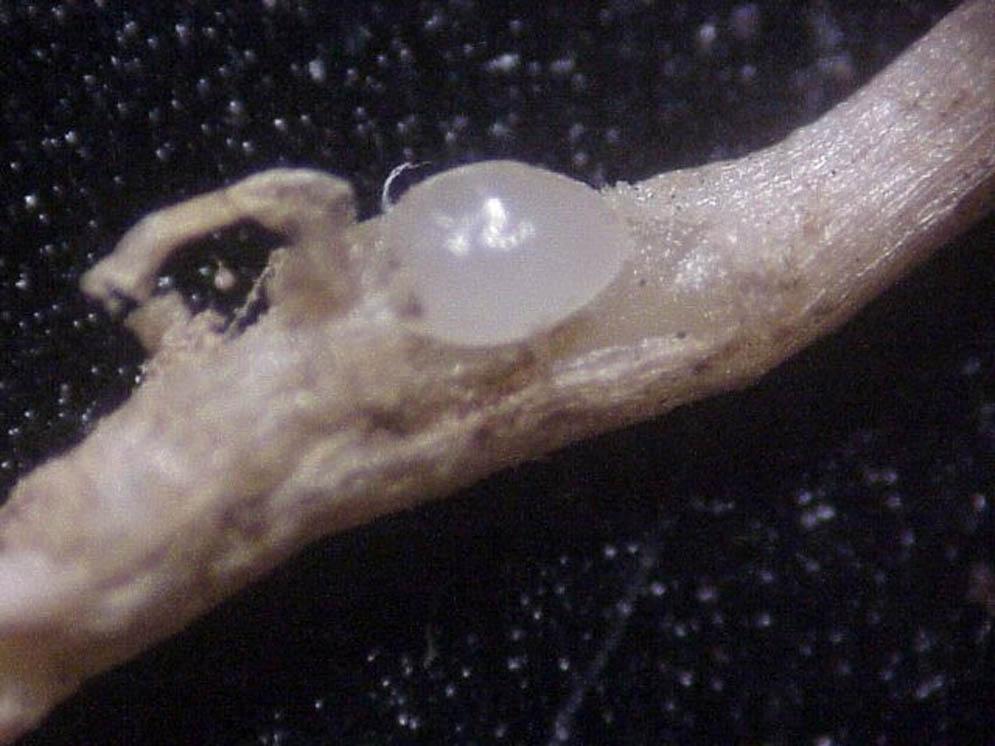 Other endoparasites establish permanent feeding sites inside the root. Once a feeding site is established the nematode no longer moves. These are called sedentary endoparasites.