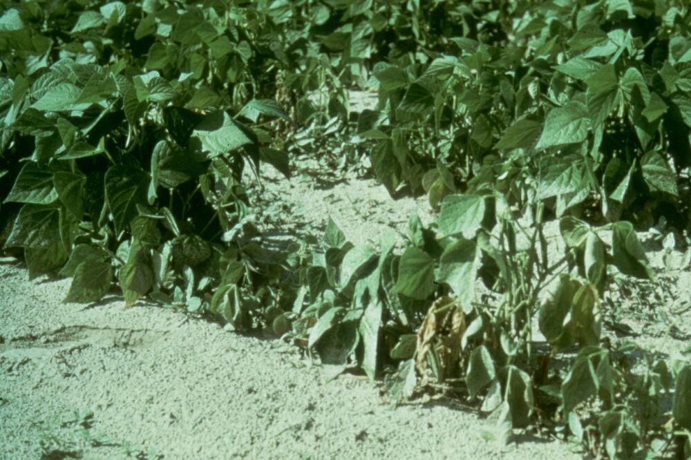 Symptoms include yellowing (Figure 7), wilting (Figure 8), stunting (Figure 9), or dying (Figure 10).