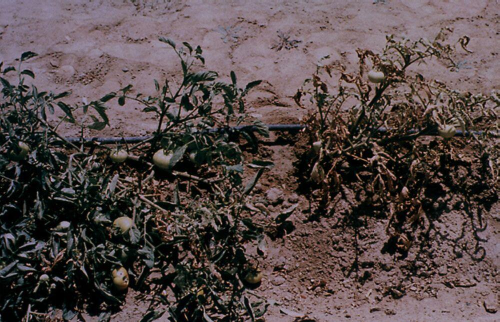 Tomato plants that are sickening (left) and dead (right) resulting from nematode damage. Figure 8. Wilting bean plants resulting from nematode damage to roots.
