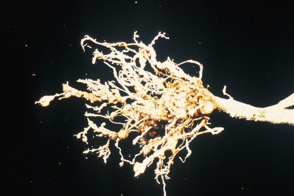 Some of these secondary organisms cause rotting of the root systems, others cause vascular wilts.