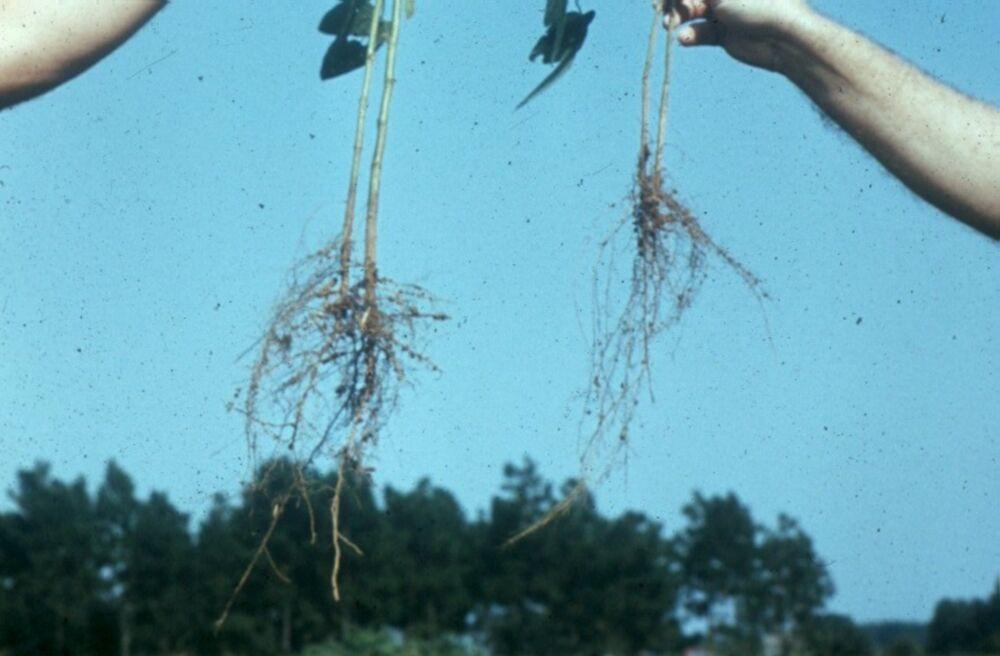 Sweet corn is tolerant to root-knot nematodes and is not normally damaged by them. In Florida they are found most often in the Homestead area and parts of the panhandle.