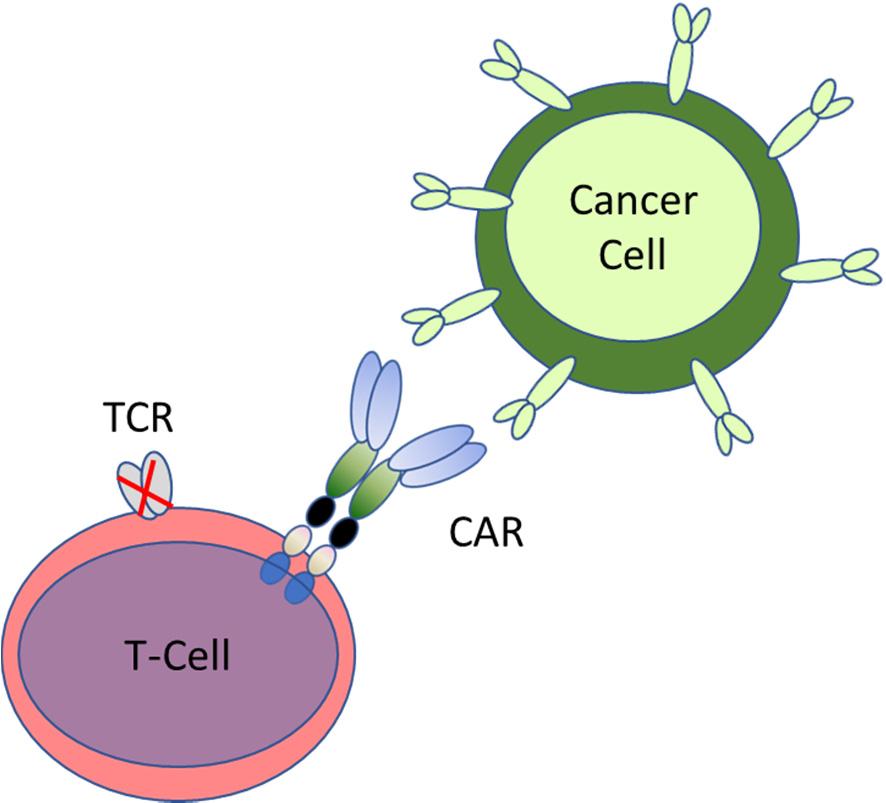 Chimeric Antigen Receptor T-Cells CARs are engineered molecules that, when present at the surface of T- cells, enable them to recognize specific proteins or antigens that are present on the surface