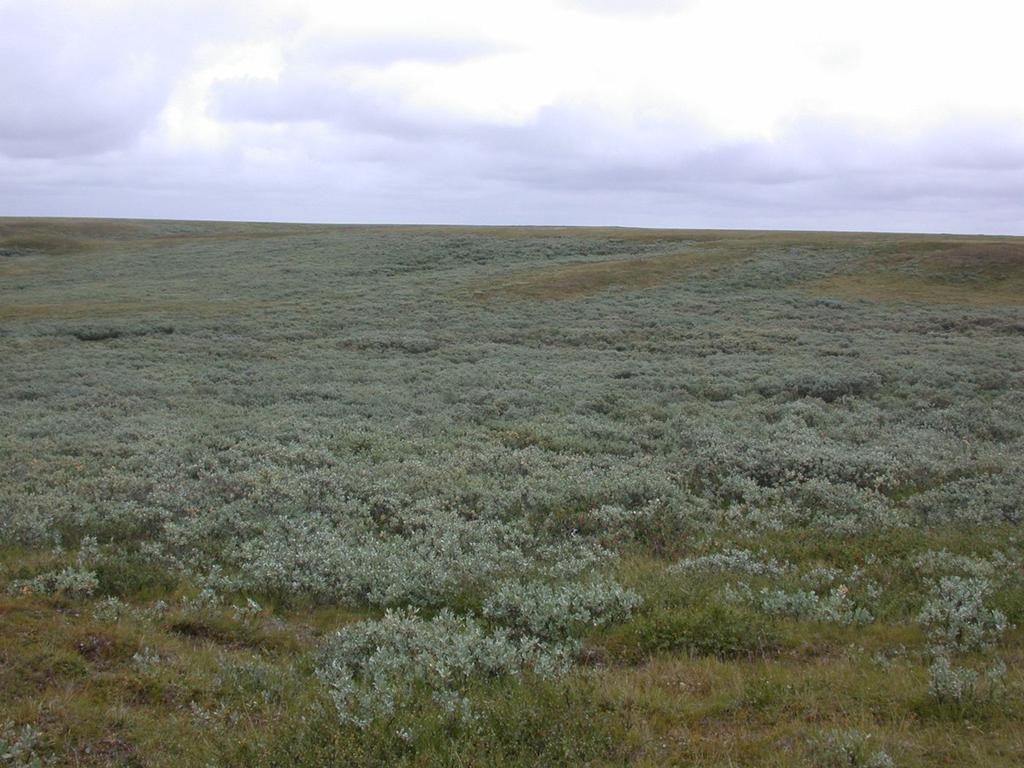CONCLUSIONS - Development of a comprehensive, synthetic dataset of field vegetation and soil properties along two full arctic tundra temperature transects.
