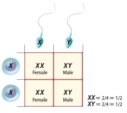 Sex Determination One pair of chromosomes, sex chromosomes, determine an individual
