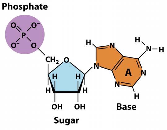 Nucleotides: The Building Blocks of Nucleic Acids Nucleotide Three molecules Sugar DNA: