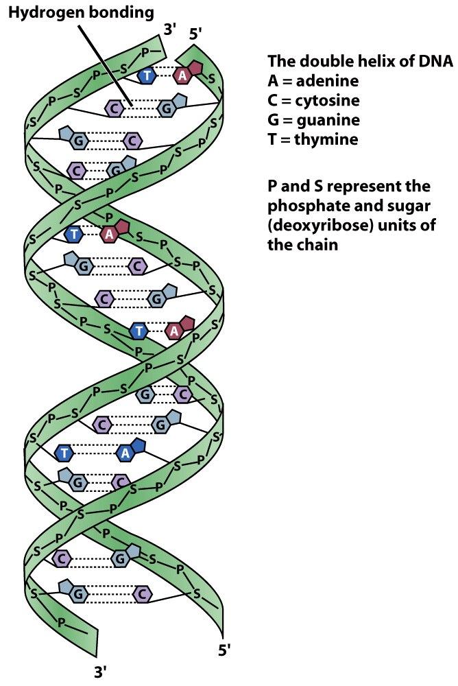 DNA Structure Join nucleotides Alternating phosphate and sugar DNA 2 strands of