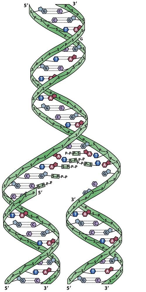 The Replication of DNA DNA replication
