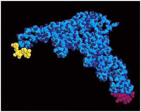 The Synthesis of Proteins trna Reads message Structure Amino acid 3 bases Process mrna moves to