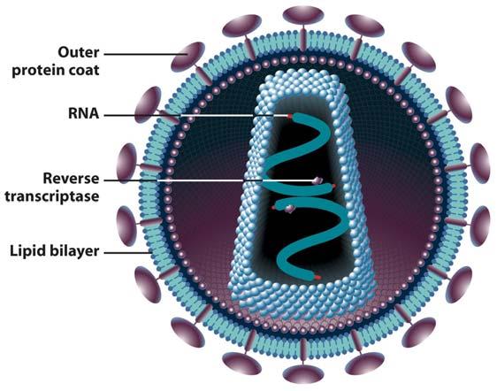 HIV Human Immunodeficiency Virus (HIV) Contains RNA Codes back to DNA DNA incorporated into cell Makes